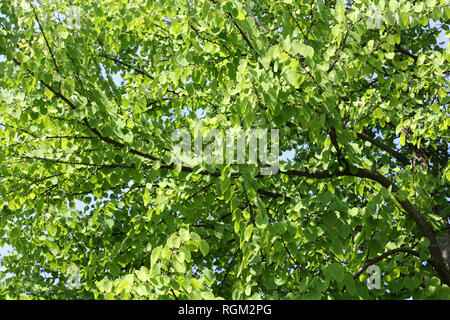 Katsura tree in spring, Cercidiphyllum japonicum Stock Photo