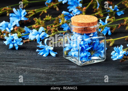 Common chicory (Cichorium intybus) herb in bottle. Alternative medicine concept on a black wooden table(selective focus). Stock Photo
