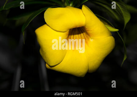 Golden Trumpet (Allamanda cathartica) Stock Photo