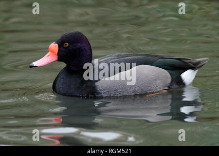Rosy-billed Pochard or Rosybill - Netta peposaca  Male Diving Duck on water Stock Photo