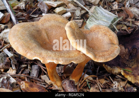 False Chanterelle - Hygrophoropsis aurantiaca  Two fungi growing on Woodchip Stock Photo