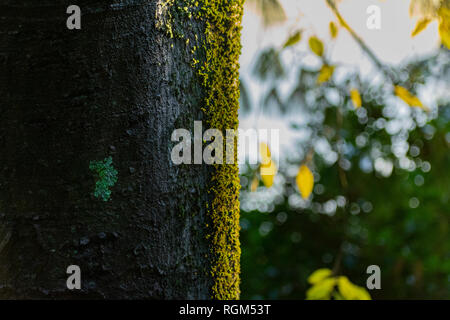 Oak tree covered with moss Stock Photo