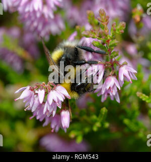 Buff-tailed Bumblebee - Bombus terrestris  on Heather - Calluna vulgaris Stock Photo