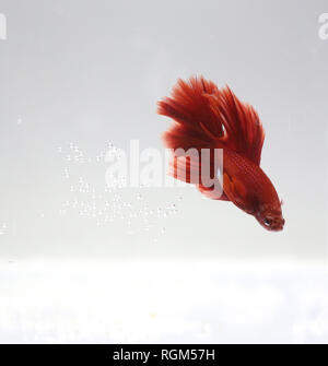 Close up photo of a red betta fish Stock Photo