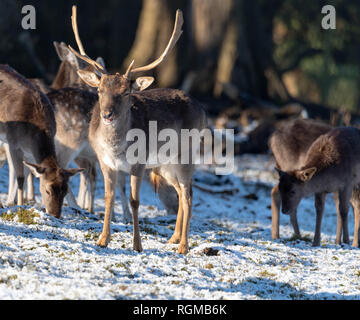 Brentwood Essex 30th January 2019 UK Weather, Deer feed in the sunlit snow in Weald Park, Brentwood, Essex Credit Ian Davidson/Alamy Live News Stock Photo