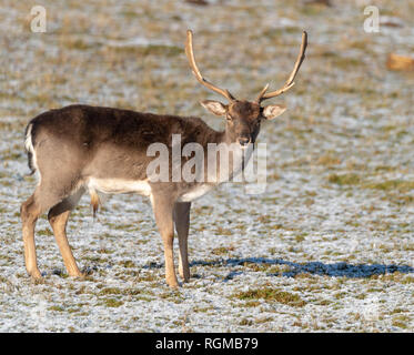 Brentwood Essex 30th January 2019 UK Weather, Deer feed in the sunlit snow in Weald Park, Brentwood, Essex Credit Ian Davidson/Alamy Live News Stock Photo