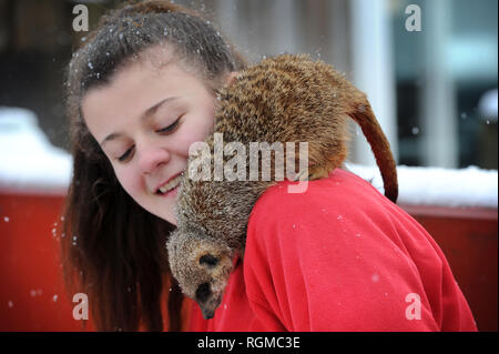 Bolton, Lancashire, UK. 30th January, 2019. Snowy conditions for some of the recent arrivals at Smithills Open Farm in Bolton, Lancashire. New additions to the farm including Meerkats, a Donkey, a Llama and an Alpaca got their first taste of snow as they took their first steps into the winter weather. Chelsea Ratcliffe from the farm gets close to a Meerkat at feeding time in the snow. Picture by Paul Heyes, Wednesday January 30, 2019. Credit: Paul Heyes/Alamy Live News Stock Photo