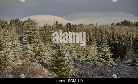 Snow covered pine trees and hill tops near Golspie, in the Scottish Highlands, UK during cold weather. 30th January 2019 Stock Photo