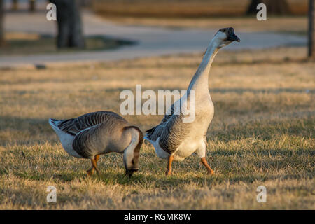 A Pair of Swan Geese enjoying the afternoon in the park. Stock Photo