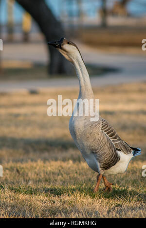 A Male Swan Goose enjoying the afternoon in the park. Stock Photo