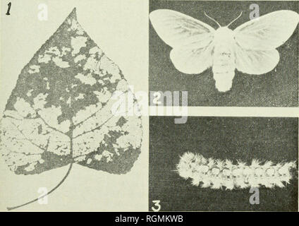 . Bulletin - Massachusetts Agricultural Experiment Station. Agriculture -- Massachusetts. SHADE TREE INSECTS 25 The caterpillars prefer the foliage of poplar, aspen, and willow, and most of the injury is confined to these hosts, entire trees and groups of trees having been defoliated. Description. The moths of both sexes are entirely white with a satiny luster. The female has a wingspread of about 2 inches. The male is slightly smaller. The individual eggs are minute, round, and slightly flattened. They are pale green when first laid but gradually turn brown. They are laid in one or two lacrs Stock Photo