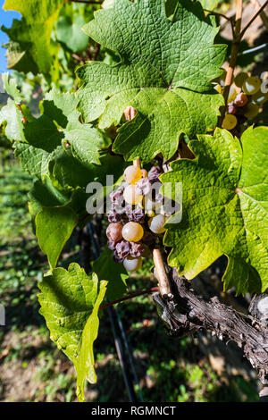 Austria, Wachau, close-up of grape vine Stock Photo