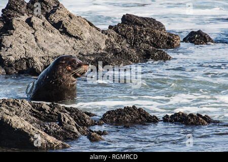 A New Zealand fur seal, southern fur seal or long-nosed fur seal Arctocephalus forsteri at Cape Palliser.