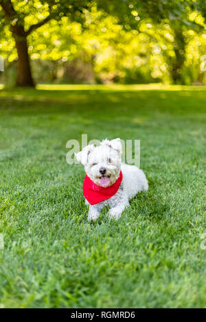 Small cute white dog with red bandana lying down on the grass in a park on a summer day Stock Photo