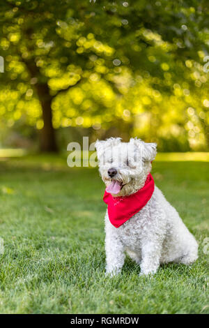 Happy little white dog with red bandana sitting in the grass in the park on a beautiful summer day Stock Photo