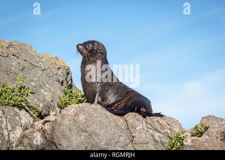 A New Zealand fur seal, southern fur seal or long-nosed fur seal Arctocephalus forsteri, basking in the sun on a rock at Cape Palliser.