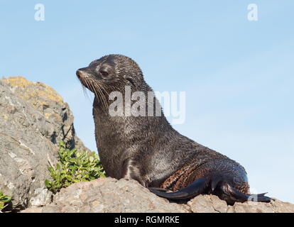 A New Zealand fur seal, southern fur seal or long-nosed fur seal Arctocephalus forsteri, basking in the sun on a rock at Cape Palliser.