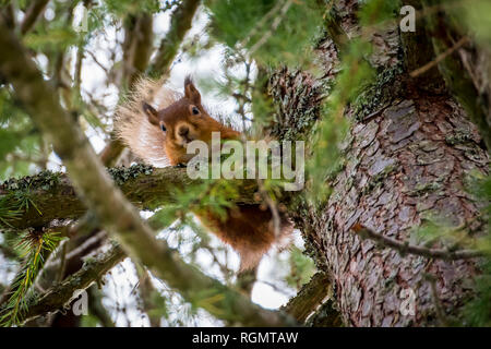 UK, Scotland, Braemar, Red Squirrel (Sciurus vulgaris) Stock Photo