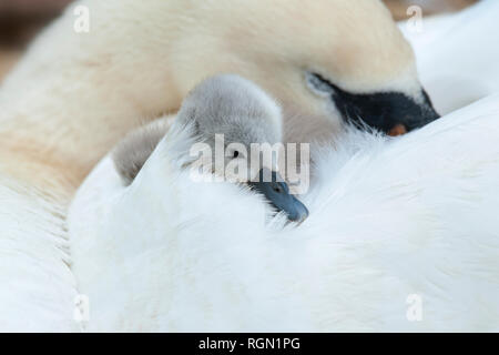 Close-up image of a adult Mute Swan - Cygnus Olor and newly hatched Cygnet on her back.