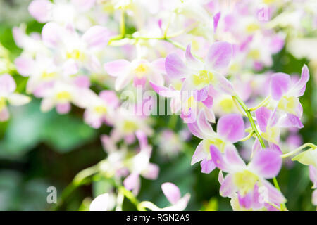 Beautiful pale pink orchid flowers in tropical garden Stock Photo