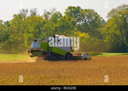 A combine harvester in a soybean field harvesting the autumn crop in Friuli Venezia Giulia, north east Italy Stock Photo