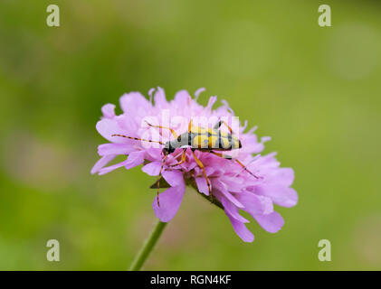 Albania, Theth National Park, Spotted Longhorn, Rutpela maculata, on flower Stock Photo