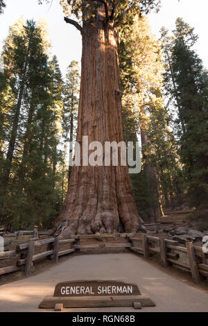USA, California, Death Valley, General Sherman Tree, giant sequoia, Sequoiadendron giganteum Stock Photo