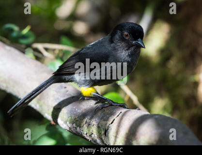 A Yellow-thighed Finch (Pselliophorus tibialis) perched on a branch. Costa Rica, Central America. Stock Photo