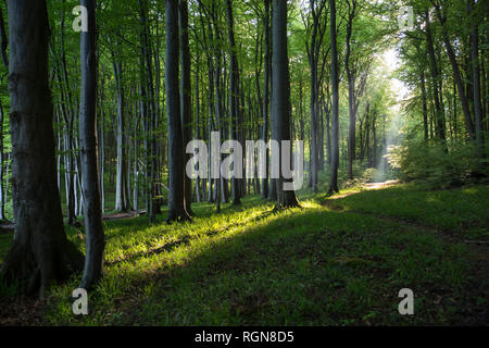 Germany, Mecklenburg-Western Pomerania, Ruegen, Jasmund National Park, Beech forest Stock Photo