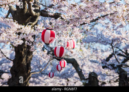 Hokkaido, Hakodate, Paper lantern hanging in the blooming cherry trees Stock Photo