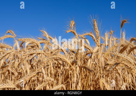 Rye field against clear blue sky in summer, Bavaria, Germany Stock Photo