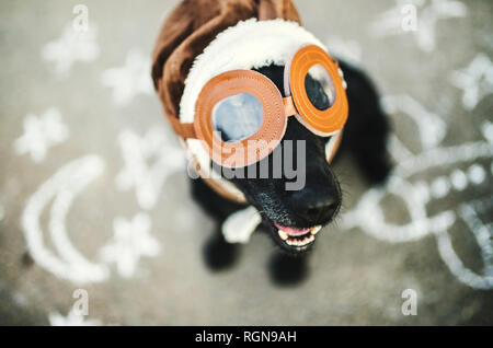 Portrait of black dog wearing flying goggles and hat Stock Photo