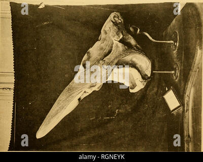 . Bulletin de la Station Biologique d'Arcachon. Zoology. Société Scientifique d"Arcachon. — Musée.. Please note that these images are extracted from scanned page images that may have been digitally enhanced for readability - coloration and appearance of these illustrations may not perfectly resemble the original work.. Société scientifique d'Arcachon. Station biologique. Arcachon Stock Photo