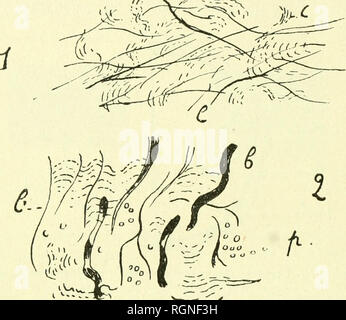 . Bulletin de la Station Biologique d'Arcachon. Zoology. 94 BULLETIN DE LA STATION MOLOGtQUË b*AfcCACttON 192Î des lignes de niveau bien marquées. Fig. i5 et planche t Fis. 3.. - c. Please note that these images are extracted from scanned page images that may have been digitally enhanced for readability - coloration and appearance of these illustrations may not perfectly resemble the original work.. Société scientifique d'Arcachon. Station biologique. Arcachon Stock Photo