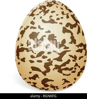 Quail egg on a white background. Vector illustration. Stock Vector