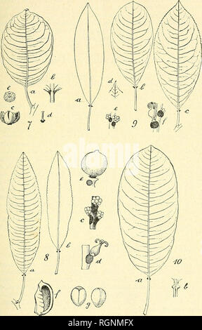 . Bulletin de l'Herbier Boissier. Plants. (7) J. HUBER. ESPECES DU GENRE SAPIUM JACQ. 351. Fig. 7. Sapium Pittieri Hub. (Piltier 4344 H. B.); a, feuille; b, base foliaire vue d'eu bas; e, capsule; d, columelle; e, graine. — Fig. 8. Sapium macrocarpum Müll. Arg. b, e Pavon in H. B. et DC„ les autres : Pringle 6336 (H. Del. DC, B.); a, b, feuilles; c, fleurs mâles; d, il. femelle; e, jeune fruit; {, valve d'une capsule mûre; g, graines. — Fig. 9. Sapium pedicellatum Hub. (Pavon H. B.); a, b, c, feuilles; d, pointe d'une feuille; e, fleurs mâles; f, fleurs femelles. — Fig. 10. Sapium lateriflorum Stock Photo