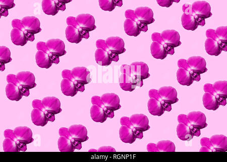 Orchid flowers isolated on pastel background. Tropical floral pattern. Top view Stock Photo