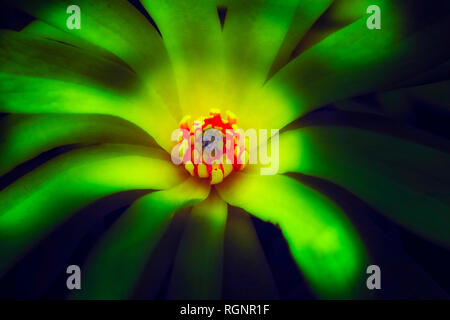 Fine art surreal still life neon colored macro of a single isolated red yellow green flowering magnolia blossom completely opened in painting style Stock Photo