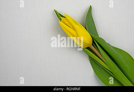 yellow tulip on white background isolated Stock Photo