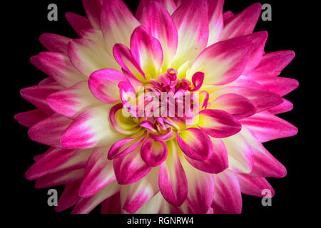 Floral fine art still life detail color flower macro portrait of a single isolated blooming pink white yellow open dahlia blossom on black background Stock Photo