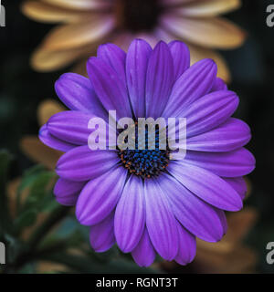 Fine art still life color flower macro image of a single isolated wide open blooming intense violet blue african / cape daisy / marguerite blossom Stock Photo