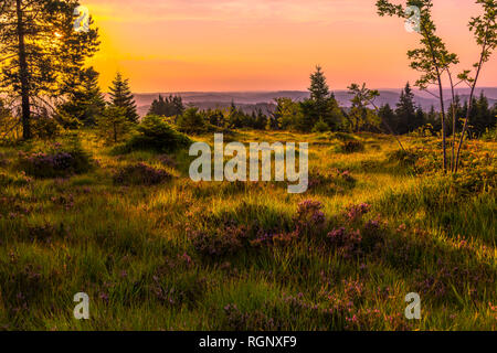 panorama at sunrise over the Black Forest, Germany, nature reserve with plants and grasses of heather, grinde on the mountain ridge of Schliffkopf Stock Photo