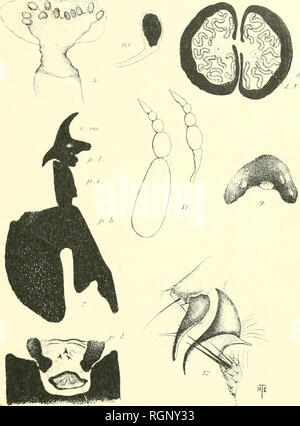 . Bulletin de la SociÃ©tÃ© entomologique de France. Entomology. BuU, Soc. eut. Fr. [1920], N&quot; 10 Pl. 1. /' // .â ! M. C. TllOMlâ so^ dt'I. Anatomie de Degeeria collaris F ail.. Please note that these images are extracted from scanned page images that may have been digitally enhanced for readability - coloration and appearance of these illustrations may not perfectly resemble the original work.. SociÃ©tÃ© entomologique de France. Paris : La SociÃ©tÃ©