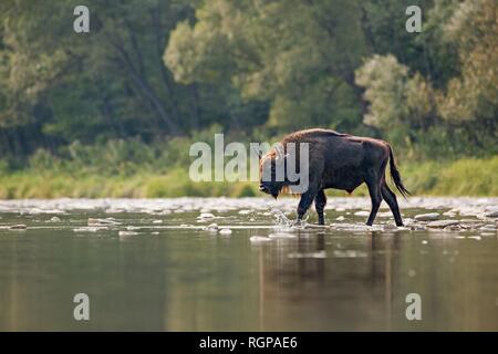 Bull of european bison, bison bonasus, crossing a river Stock Photo