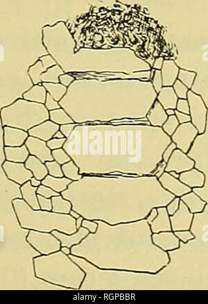 . Bulletin de la SociÃ©tÃ© gÃ©ologique de France. Geology. i9Â°2 MESOSAURUS TENUIDENS P. GERVAIS G9 cette espÃ¨ce, il m'a Ã©tÃ© possible de reconnaÃ®tre dans cette empreinte ovalaire le moulage d'une petite portion du tÃ©gument de ce MÃ©so- saure. Ceci donne sur sa vestiture des renseignements permettant d'affirmer que ce Reptile Ã©tait recouvert d'Ã©caillÃ©s Ã©pi dermiques, au moins sur certains points du corps, il est mÃªme possible de conjecturer quelle Ã©tait la disposition gÃ©nÃ©rale de celles-ci. On distingue en effet sur cette empreinte longue de i3 mm. sur j mm. de large, cinq figures  Stock Photo