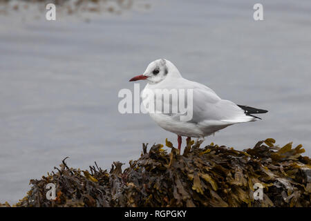 Lachmöwe, adult im Schlichtkleid, Winterkleid, Lach-Möwe, Lachmöve, Lach-Möve, Möwe, Möwen, Möve, Larus ridibundus, Chroicocephalus ridibundus, black-