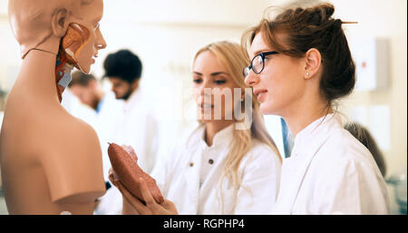 Students of medicine examining anatomical model in classroom Stock Photo