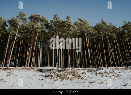 Seashore near green forest in snow Stock Photo
