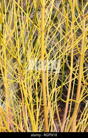 Acer negundo 'Winter Lightning'. Eye catching green stems of 'Winter Lightning' Maple, December, UK Stock Photo