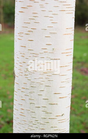 Betula utilis var. jacquemontii Trinity College. Gleaming white bark of this Himalayan Birch displaying lenticels, winter UK Stock Photo